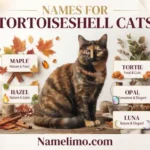 names for tortoiseshell cats